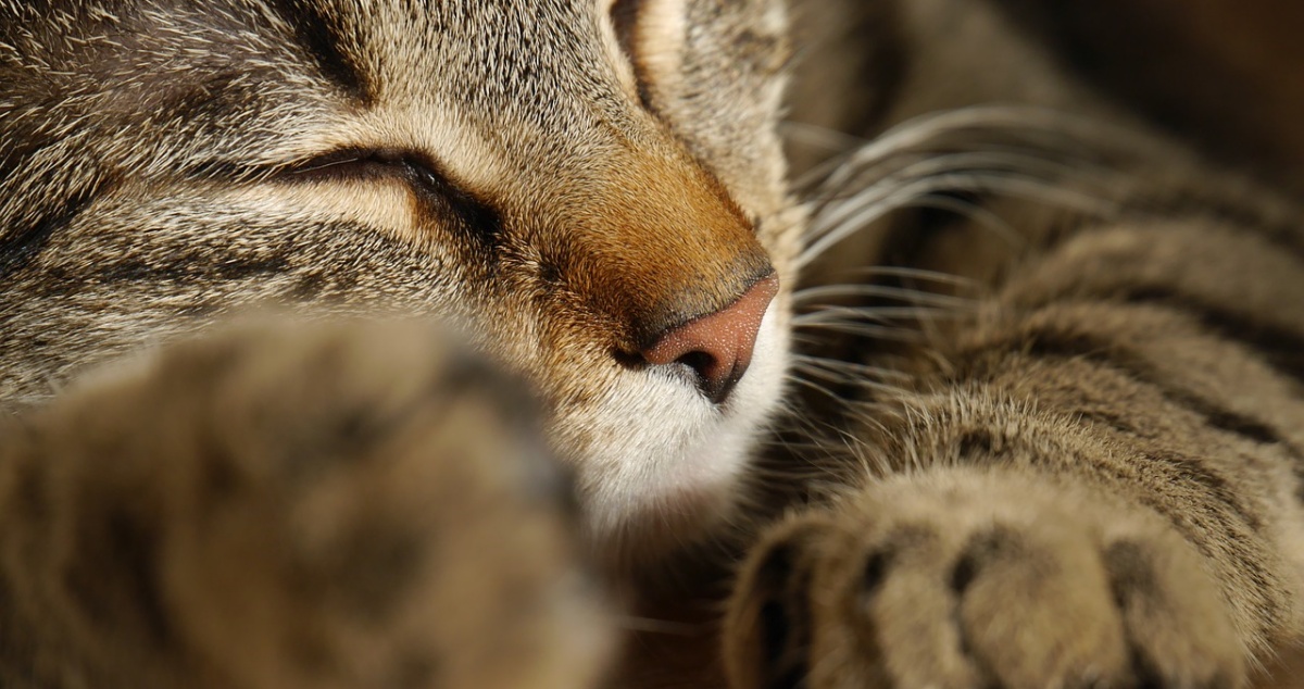 Gattino rimasto solo dopo la morte del suo umano 