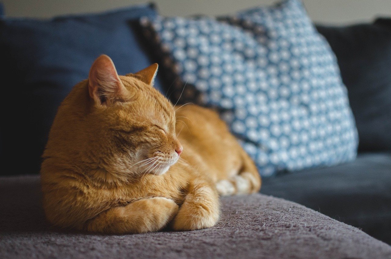 gatto a casa di un altro