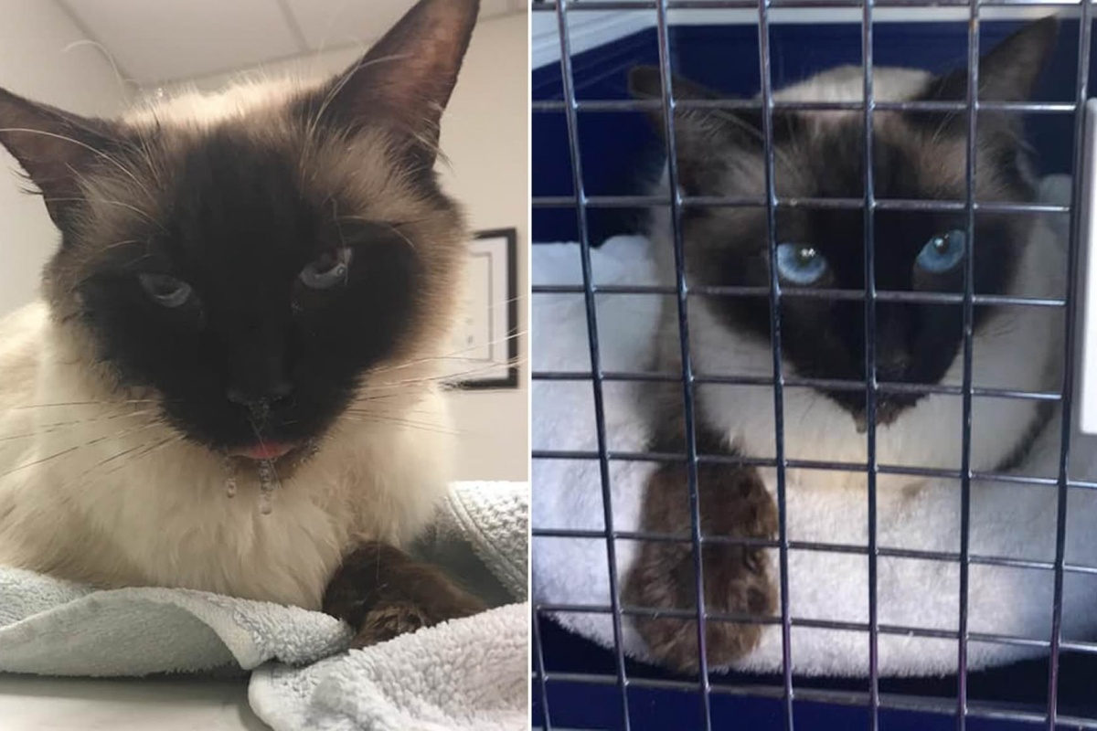 L’appello di una donna, dopo che il suo gatto stava per perdere la vita: “Fate attenzione!”