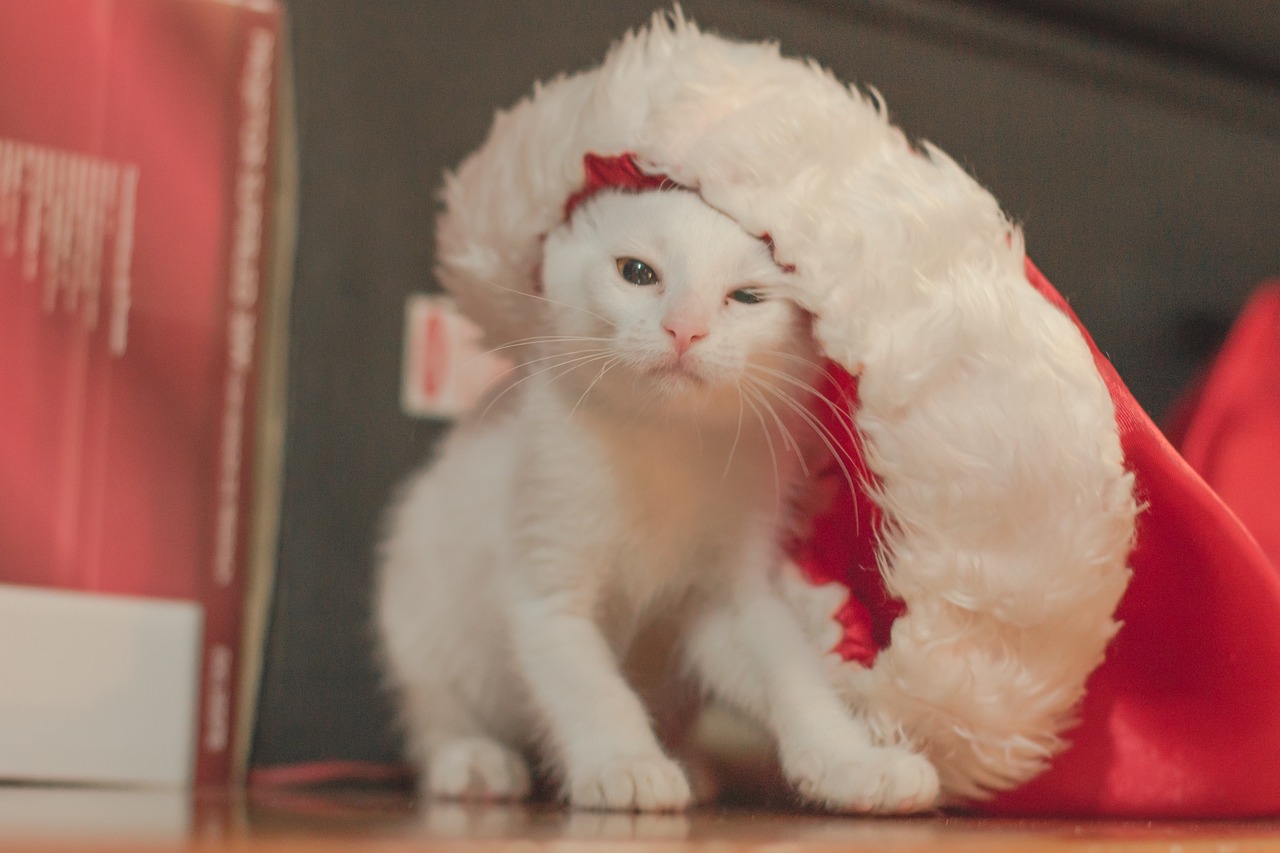 gatto depresso a natale