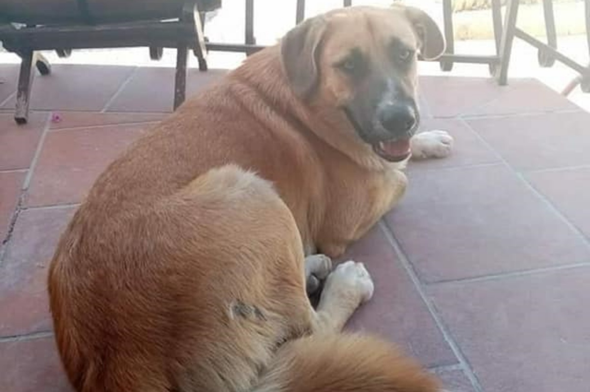 È morto il cane Giotto, dopo 18 ore di agonia. Tanta la rabbia per quello che gli è stato fatto