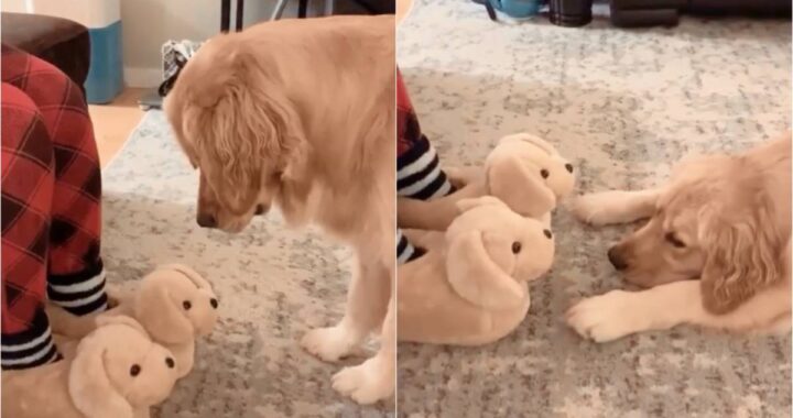 Cucciolo di golden retriever non riesce a decidere: le pantofole della mamma sono veri cani o impostori?