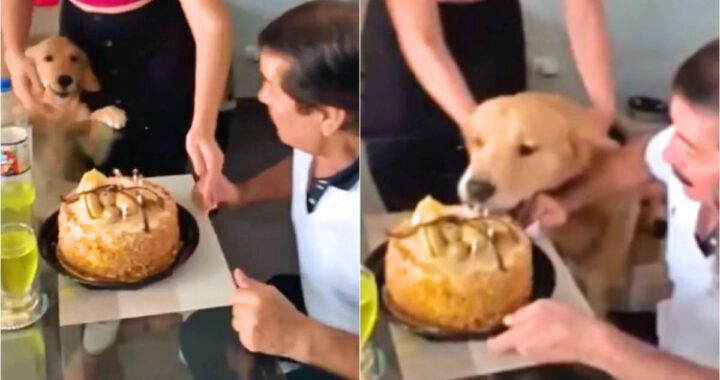Golden Retriever impaziente si lancia sulla torta di compleanno; non ce la fa ad aspettare il suo turno (VIDEO)
