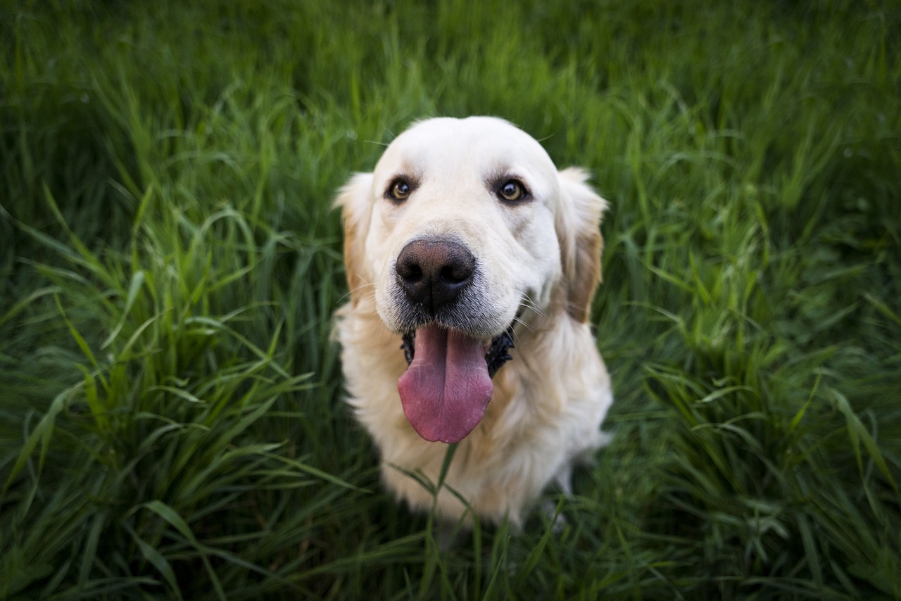 Golden Retriever come in Taxi Driver