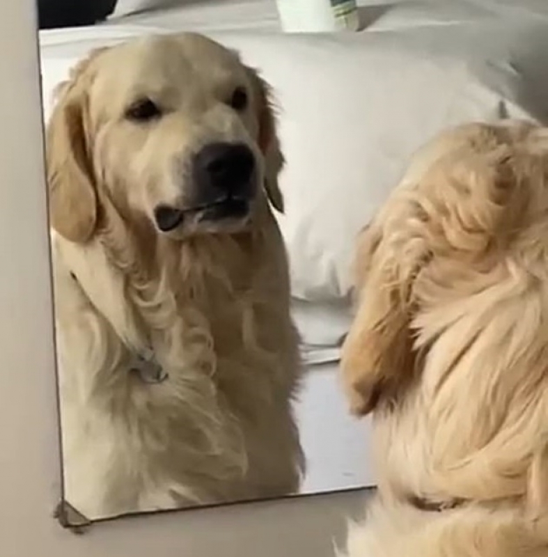 Il cane si guarda allo specchio