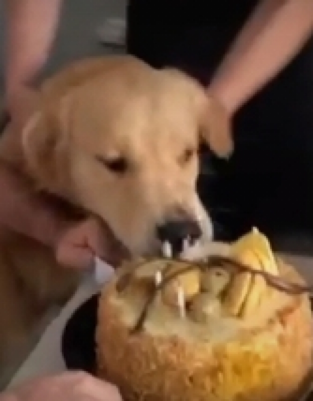 Dolce mangiato dal cane