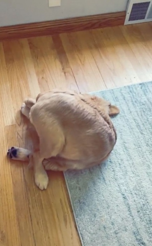 Maverick il cane contorsionista