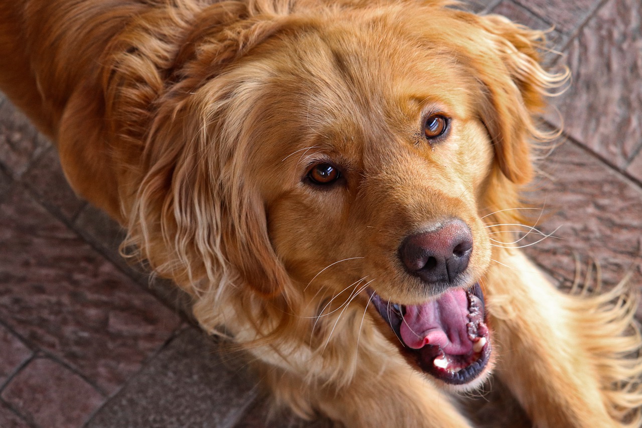 Golden Retriever VS pantofole