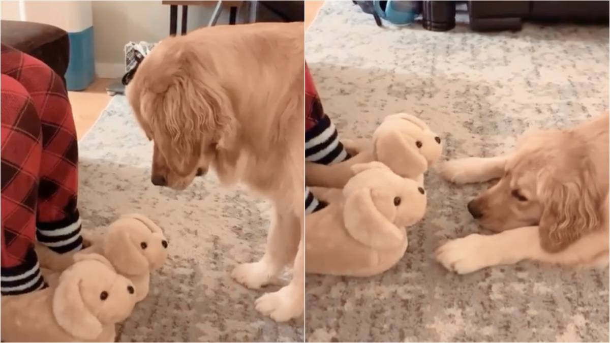 Cucciolo di golden retriever non riesce a decidere: le pantofole della mamma sono veri cani o impostori?