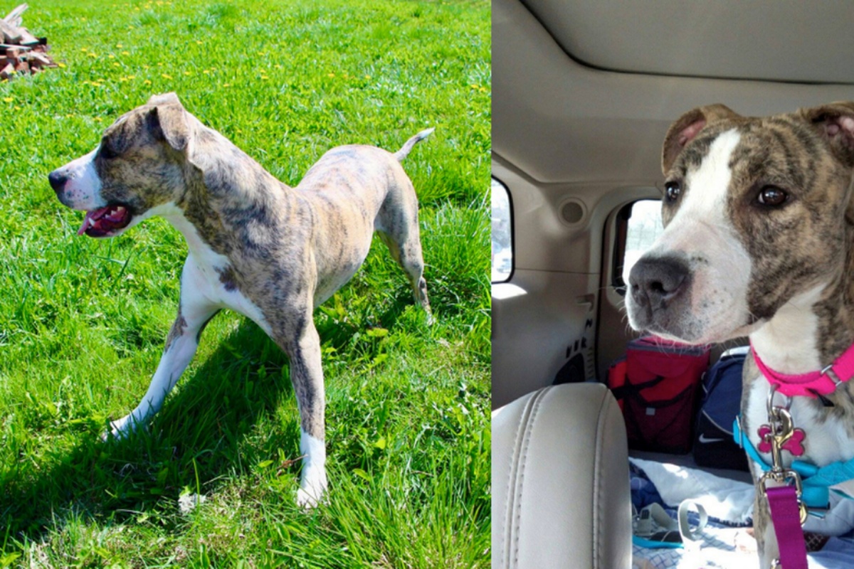 Harper la cagnolina trovata in condizioni disperate: ecco cosa hanno fatto i volontari per aiutarla