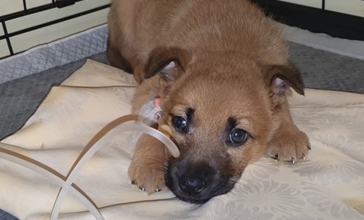 La storia della cagnolina Grace