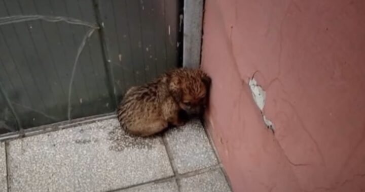Aggredita dai corvi e lasciata ferita e tremante in un angolo della strada: "Ha scattato una foto e se n'è andato"