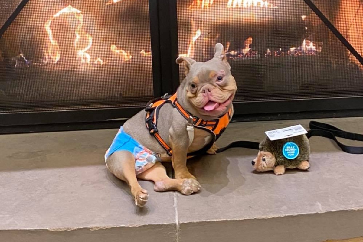 Jack, il bulldog con la spina bifida è diventato una star sui social: ecco la sua storia