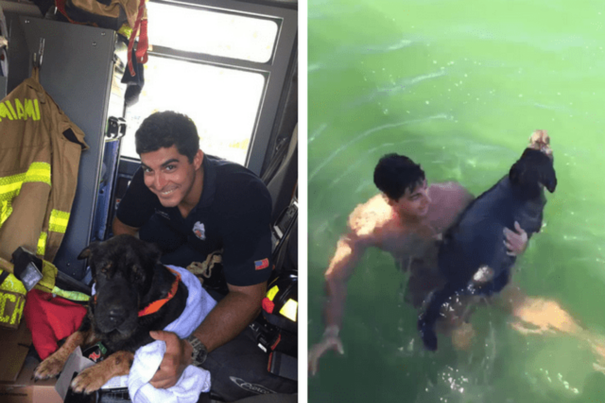 Vigile del Fuoco si tuffa in acqua per salvare Junior, il cane che stava per annegare