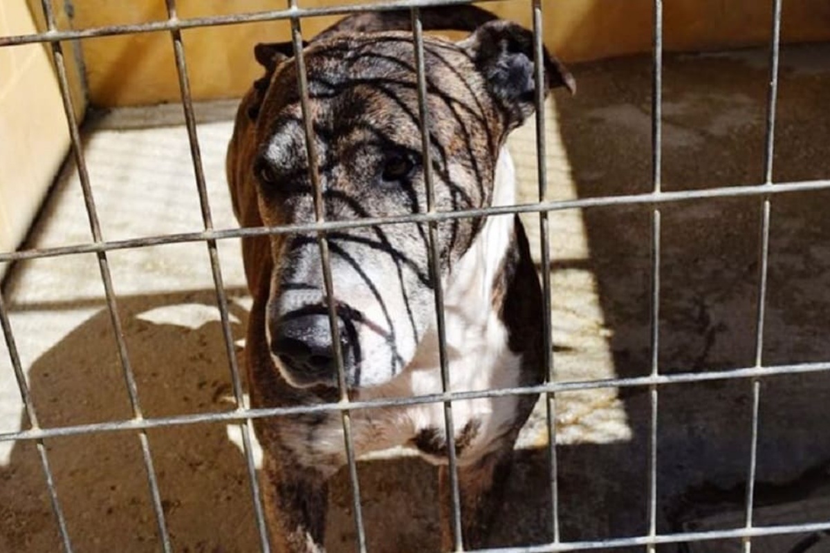 L’immagine virale del cane anziano e la storia che si cela dietro di lei