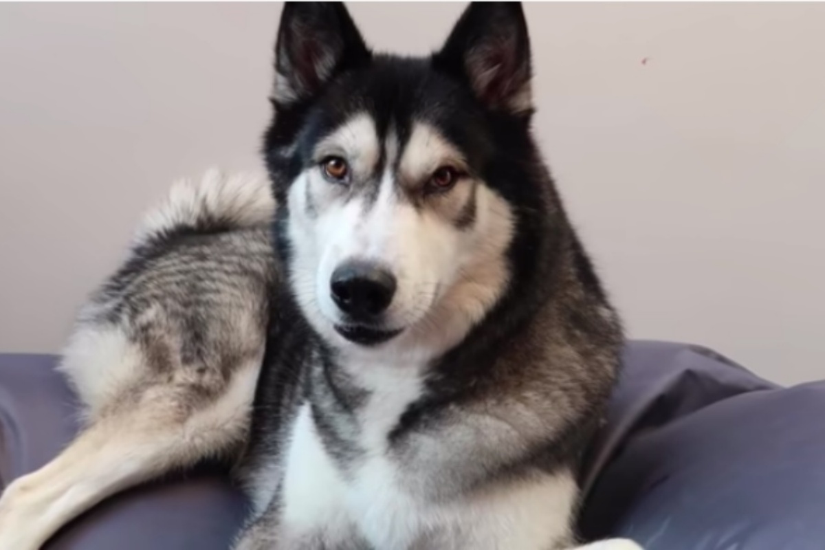 (VIDEO) La reazione del cane quando la sua amica umana gli dice che è stato adottato