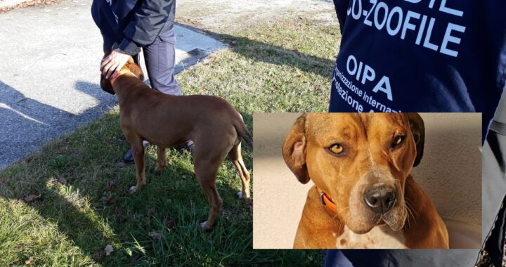 Udine, denunciato un uomo grazie a foto e video: ecco cosa faceva alla sua cagnolina e come sta oggi l'animale