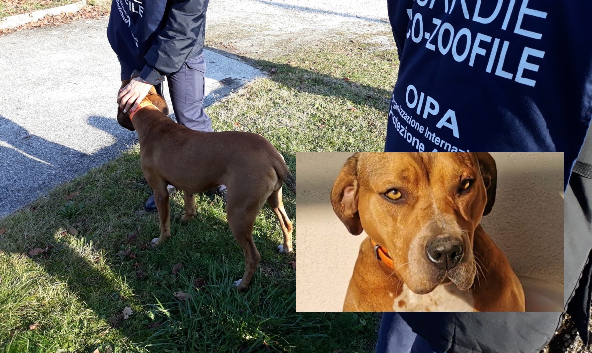 Il sequestro della cagnolina Kila