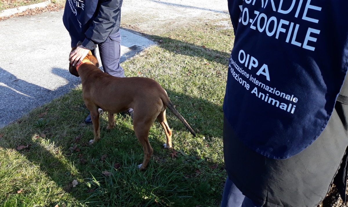 Il sequestro della cagnolina Kila