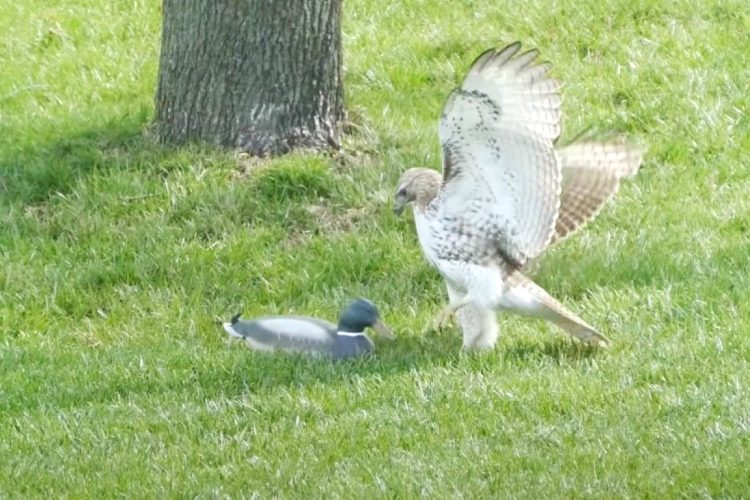 Falco cerca di agguantare la preda