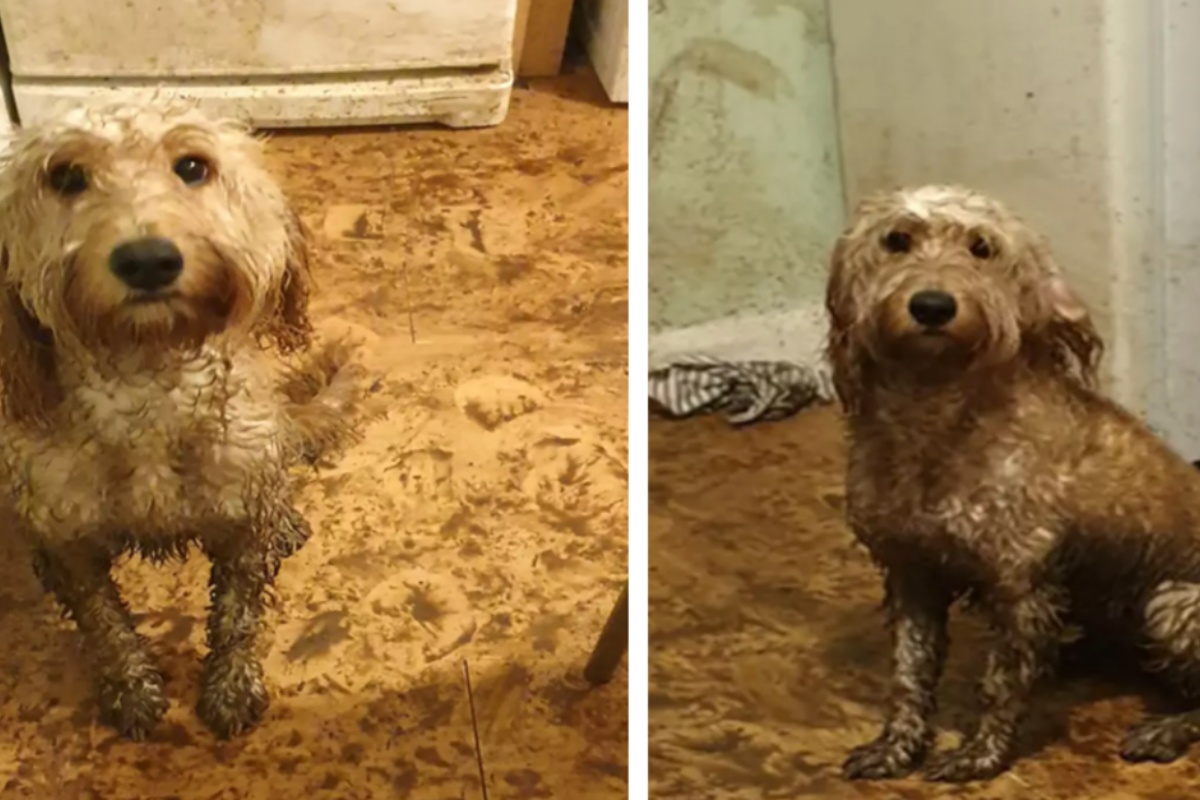 Donna torna a casa e scopre tutto ciò che aveva fatto la sua cagnolina: le foto sono diventate presto virali