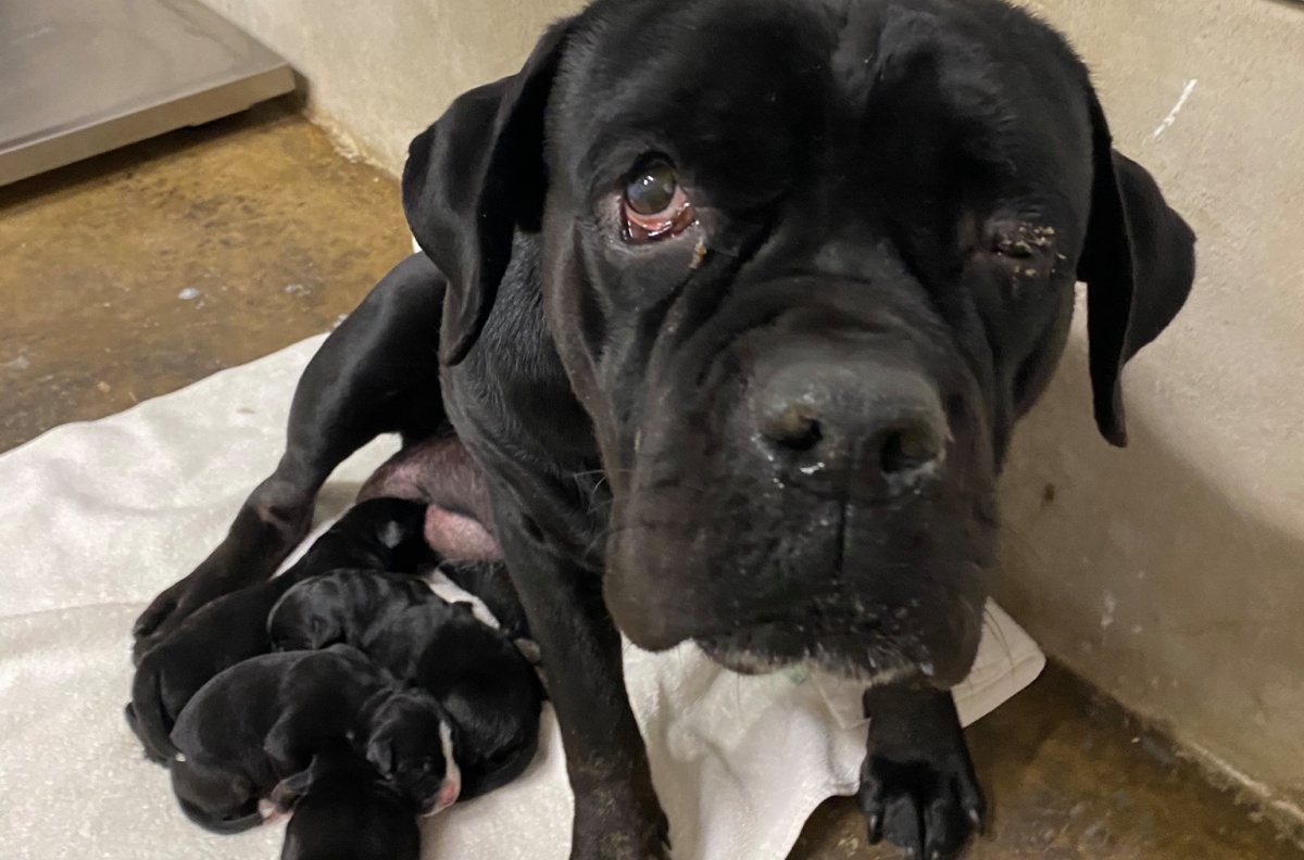 Il salvataggio di una mamma cane e dei suoi cuccioli