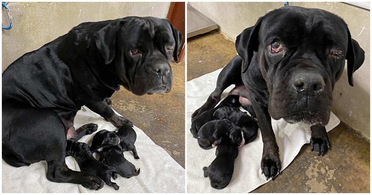 Il salvataggio di una mamma cane e dei suoi cuccioli