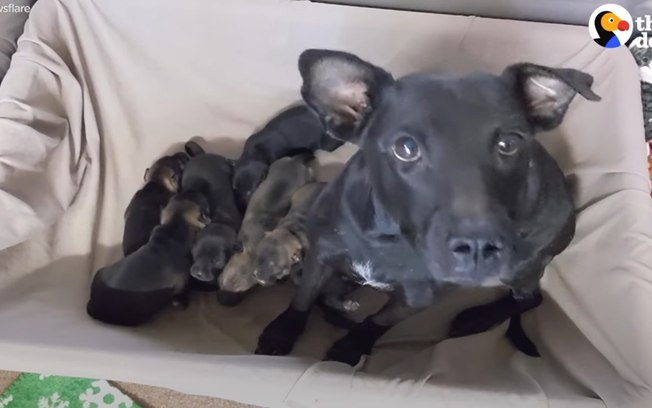 Bubba e i suoi sei figli