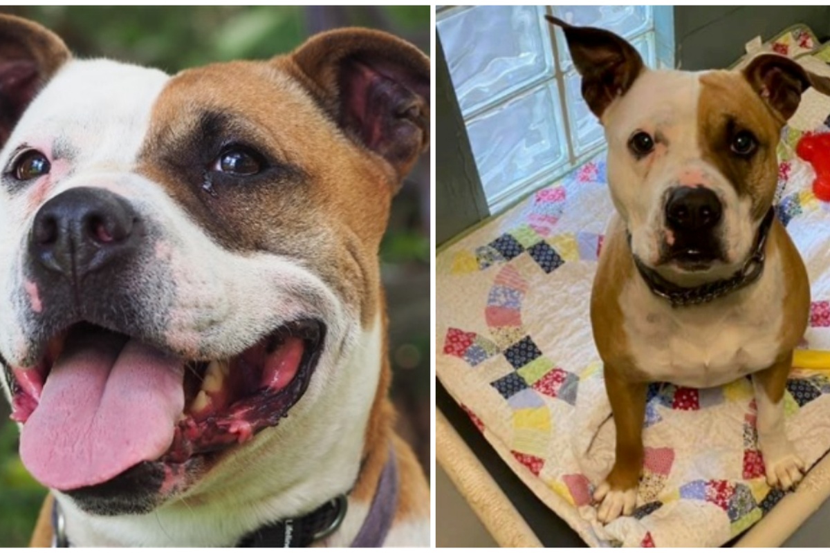 “Nessuno ha mai voluto incontrarla!” La triste storia di una pit bull chiamata Mia