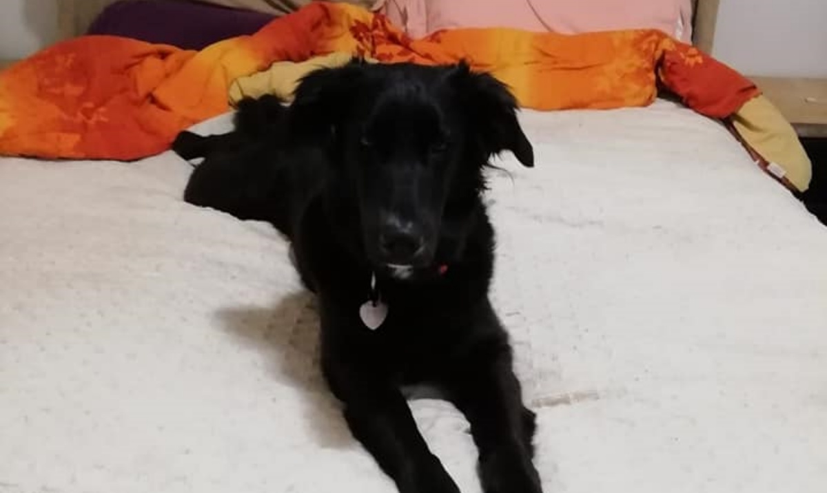 Famiglia perde la casa a causa dei botti di Capodanno: “La nostra cagnolina è scappata”. Ecco cosa è successo