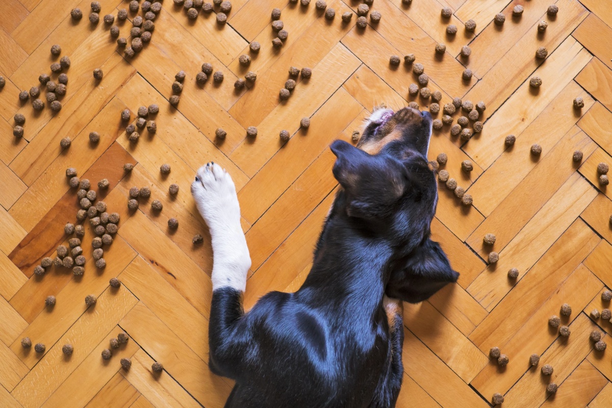 Azienda sotto inchiesta: morti 70 cani