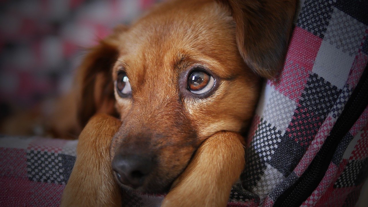 niente cani in casa