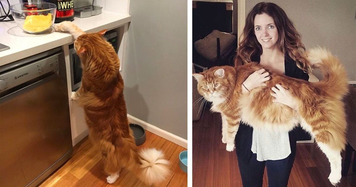 Omar è il gatto più grande del mondo: ecco quanto misura