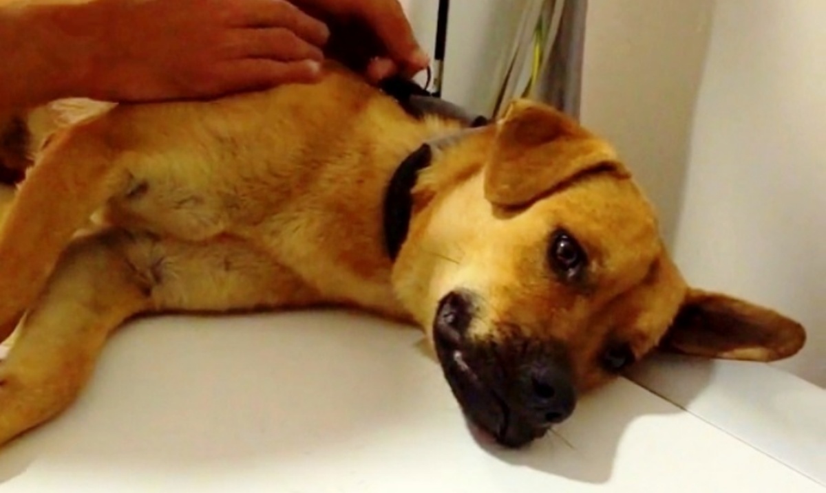 La storia del cane Otto