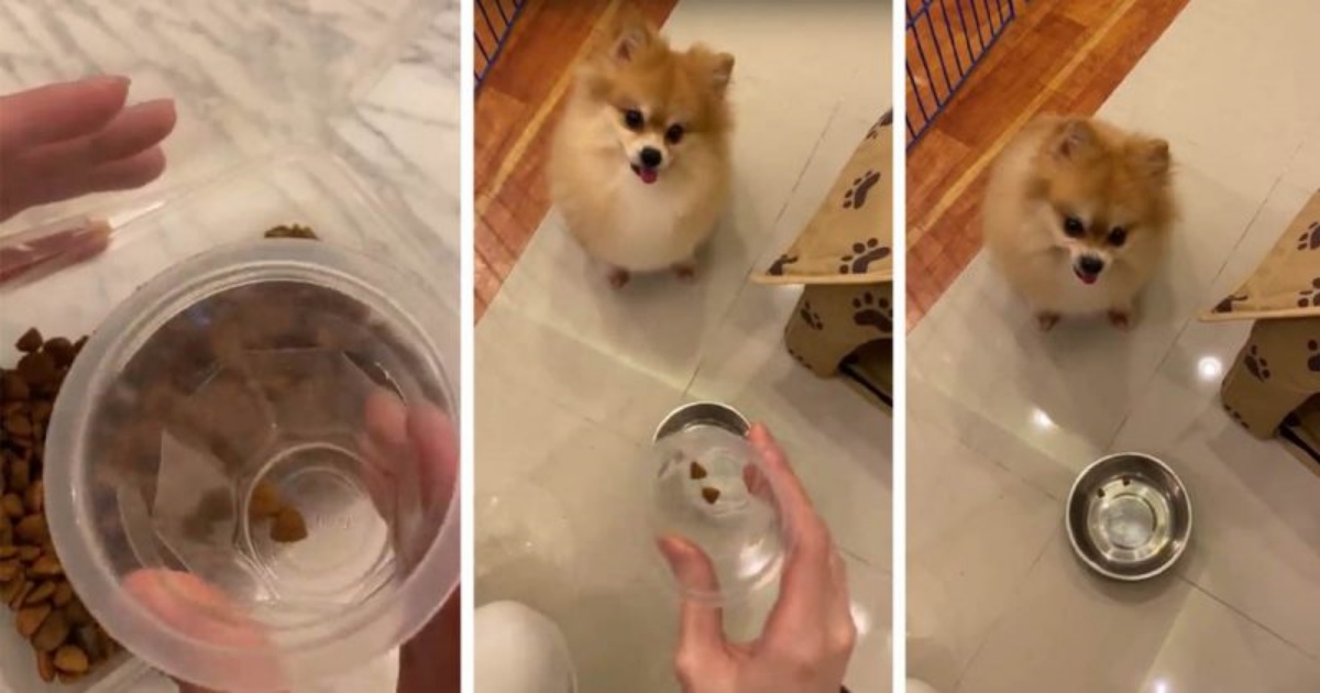 (VIDEO) La sua mamma decide di metterlo a dieta, ma guardate cosa fa il cane quando vede le crocchette nella ciotola