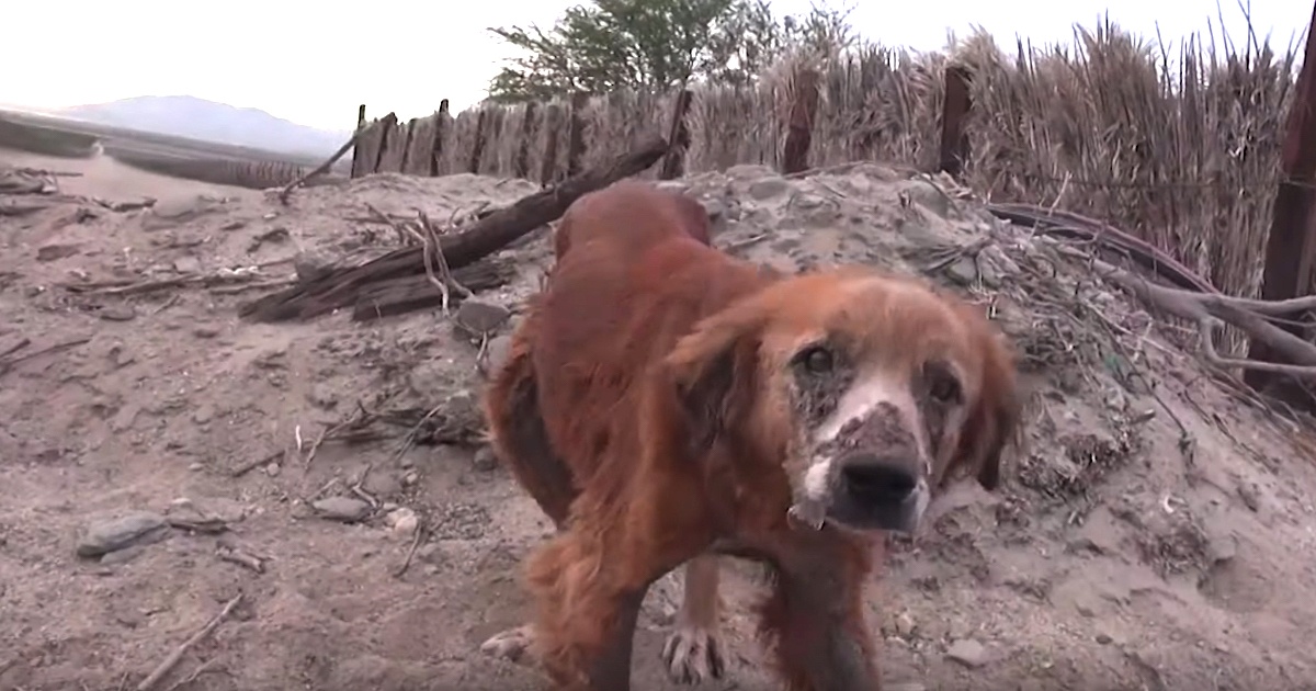 Il salvataggio del cane Pax