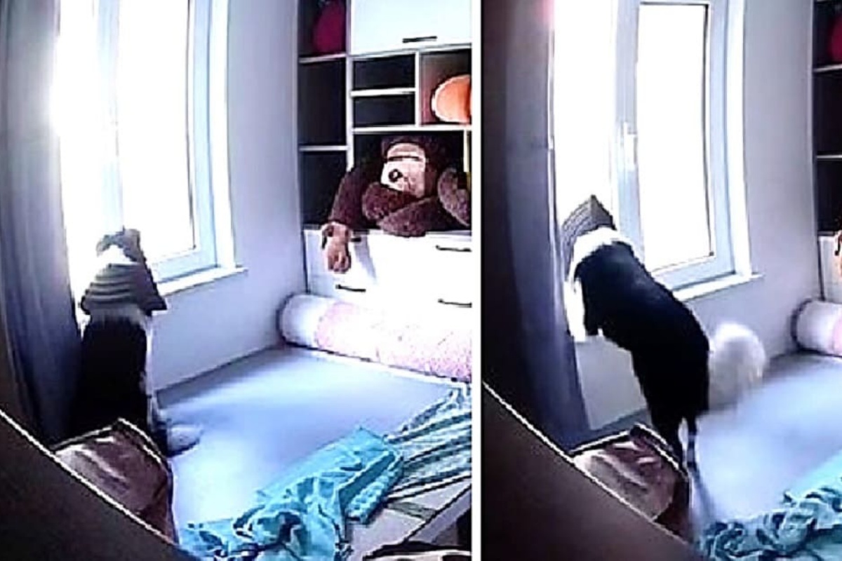 Donna scopre cosa fa il suo cane Pi Dan, durante le ore in cui è fuori per lavoro