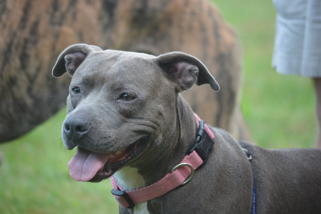 Pitbull abbandonato nel cestino della spazzatura