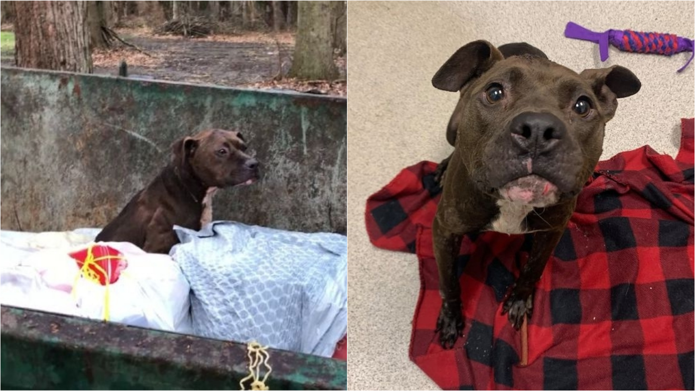 Il salvataggio del cane Phoenix
