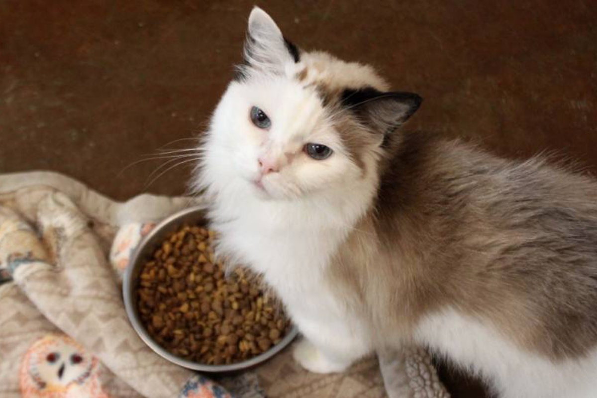 Pria la gattina abbandonata a causa dei suoi gravi problemi di salute