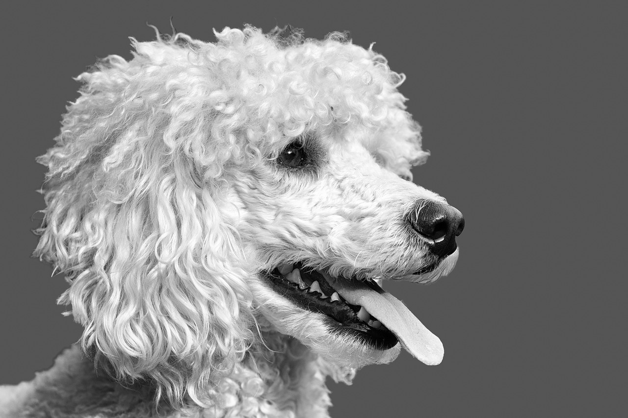 Proprietario di cane arrestato per abbandono