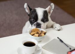 quanto-cibo-dare-al-cane -