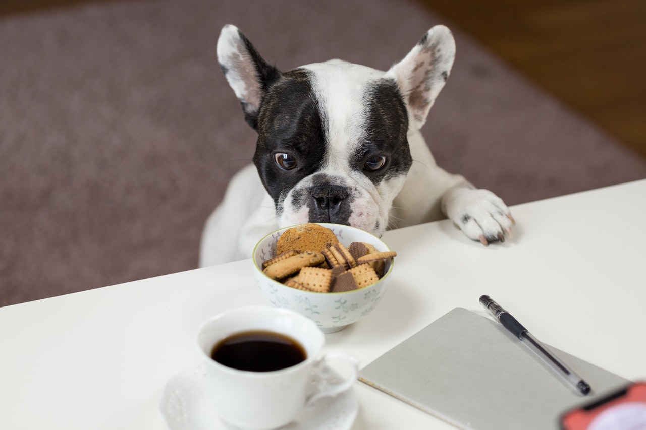 Quanto cibo bisogna dare davvero al cane? Ecco cosa sapere