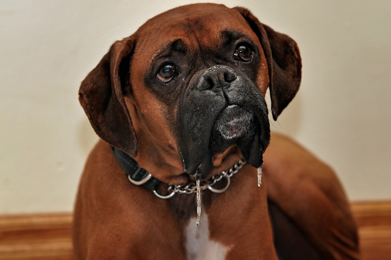 Cucciolo di boxer portato via da una brutta malattia: dopo qualche mese il suo padroncino riceve una bellissima sorpresa
