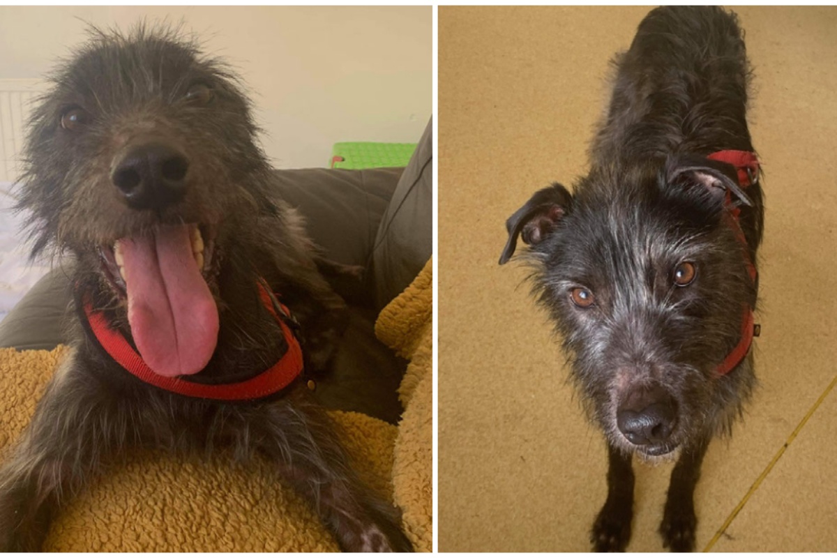 Rodney il cane con un passato straziante, ha ricevuto molte richieste di adozioni: la storia