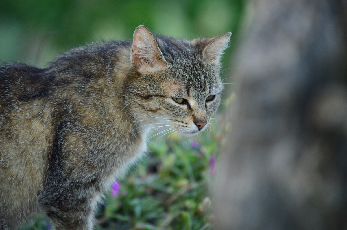 Colonia di gatti del Pigneto