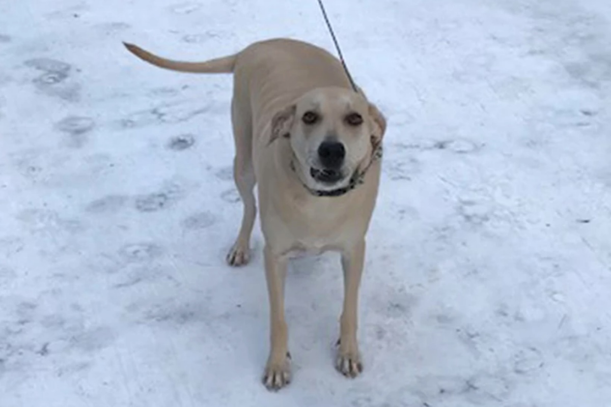 “Il mio cane mi ha salvato la vita ed io voglio che tutti ne siano consapevoli!”