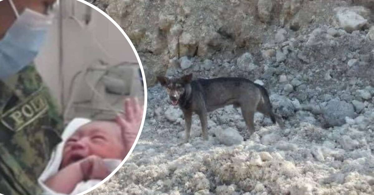 Cane abbaia al motociclista finché il ragazzo non si decide a seguirlo e trova un neonato abbandonato