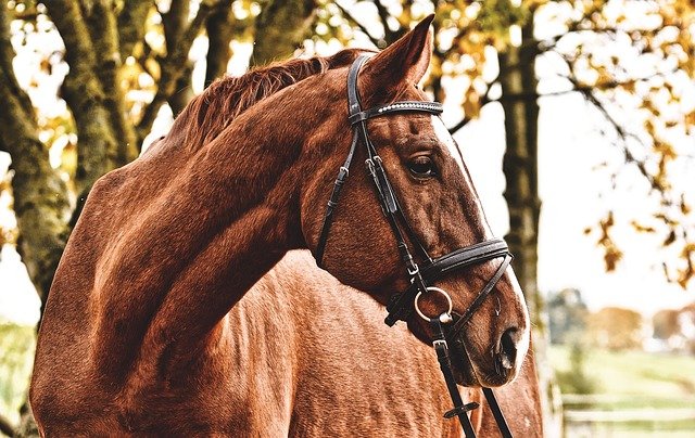 scegliere equitazione benefici