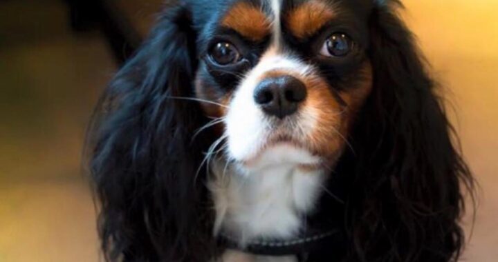 Il cane di Selvaggia Lucarelli non sta bene